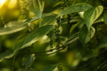 Pepper - Image 4
