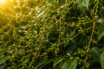 Cardamom - Image 3
